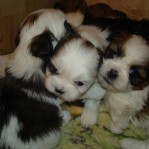 Cute Puppies