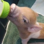 Feeding Piglet
