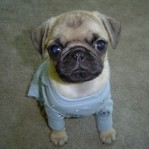 Baby Pug