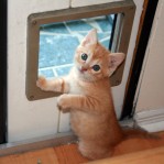 Kitten Wants Out