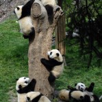 Pandas Climbing Tree