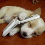 Puppy Cellphone
