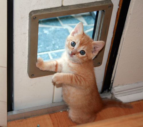 Kitten Wants Out
