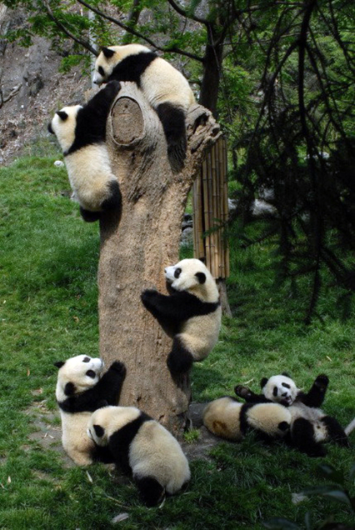 Pandas Climbing Tree