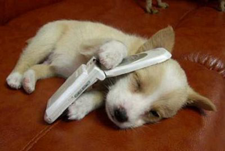 Puppy Cellphone