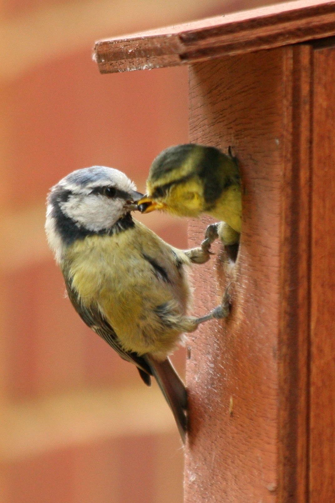 Bird Feeding Bird